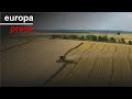 WHEAT - Grupo Gallo y Fertiberia fomentan el cultivo de trigo duro con fertilizantes bajos en emisiones
