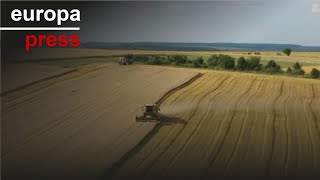 WHEAT Grupo Gallo y Fertiberia fomentan el cultivo de trigo duro con fertilizantes bajos en emisiones