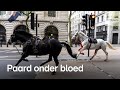 Chaos in Londen door rondrennende paarden: meerdere gewonden