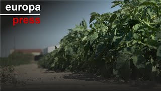 El sector tomatero extremeño denuncia la entrada del tomate de Marruecos en Europa
