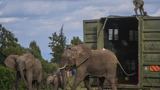 Elefanten in Kenia müssen umziehen