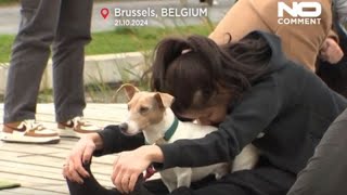 Woofstock: Brüssel feiert erstes Hundefestival