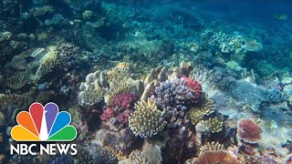 REEF Great Barrier Reef Shows Signs Of Recovery From Bleaching, Scientists Say