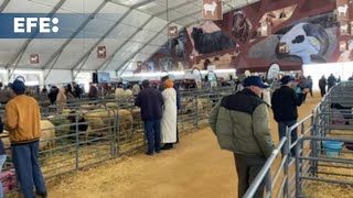 La carne roja, cada vez más cara en Marruecos por la sequía que sufre el país