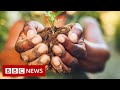 What you could be eating by 2050 - BBC News