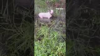 Florida troopers save dog tied to pole ahead of Hurricane Milton