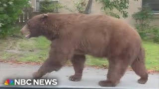 Huge bear takes up residence under California couple&#39;s home