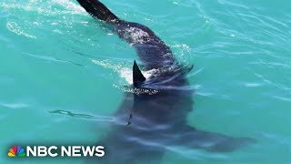Back-to-back Florida shark attacks startle start to summer season