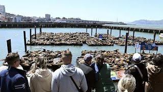 Dicht gedrängt: Tausende Seelöwen locken Schaulustige in San Francisco an