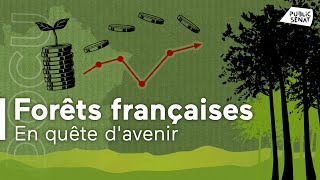 Forêts françaises, le coût de la finance verte