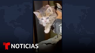 Rescatan a un gatito de un tubo de ventilación | Noticias Telemundo