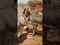Donkeys Steal Nikolaj’s Moment on Camera
