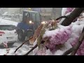 Eis gegen Frost: Kälte-Einbruch macht Obstbäumen zu schaffen