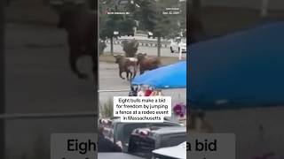 Eight bulls make a bid for freedom by jumping a fence at a rodeo event in Massachusetts￼