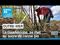En Guadeloupe, l'agriculture locale se renouvèle grâce au sucre de canne bio • FRANCE 24