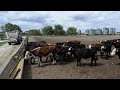 LIVE CATTLE - Methanausstoß: Wie Rinder dem Klima schaden