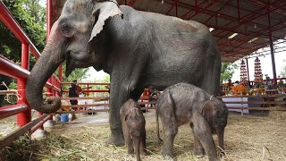 Seltene Zwillingsgeburt bei Elefanten: Pfleger bricht sich das Bein