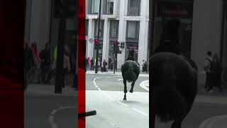 Runaway horses race through London, as several people hurt. #Shorts #Horses #London