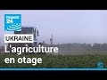 Guerre en Ukraine : le désespoir des fermiers otages du blocus des céréales • FRANCE 24