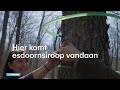 SAP SE O.N. - Cecile tapt sap uit 90.000 bomen: alles voor de 'maple syrup' - RTL NIEUWS