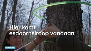 SAP SE O.N. Cecile tapt sap uit 90.000 bomen: alles voor de 'maple syrup' - RTL NIEUWS