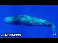 Study finds that whale sounds are actually a language