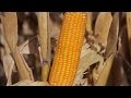 El INTA brinda consejos para el secado de maíz a campo durante el invierno