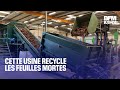 Cette usine recycle les feuilles mortes