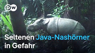 Kampf gegen die Nashorn-Wilderer auf Java | DW Nachrichten