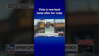 MONTANA N ‘VIOLA!’: Elephant escapes circus, seen roaming Montana streets #shorts