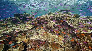 REEF 700 Millionen für Rettung des Great Barrier Reef