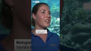 ARK Netherland’s Zoo gathers ‘Noah’s Ark’ of corals to protect species from extinction
