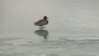 Il lago Balaton ghiacciato,  uno spettacolo  che forse non vedremo più