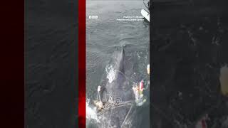 WHALE Entangled whale freed from nets after four-day rescue. #Whale #Canada #BBCNews