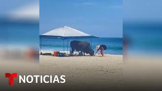 Una mujer es embestida por un toro... en una playa de México