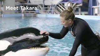 NORD PRECIOUS METALS MINING CCWOF Takara dará a luz la última orca nacida en cautividad en SeaWorld -