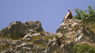 Scopri i grifoni del canyon del fiume Uvac e le prelibatezze dell&#39;altopiano di Pešter in Serbia