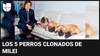 El misterio de los cinco perros clonados del presidente argentino Javier Milei