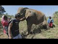 Elefantes domesticados median con los salvajes en su batalla con los humanos