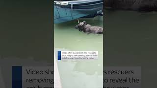 Moose gets stuck in swimming pool