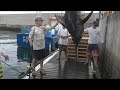 FANG HOLDINGS LTD. - Rekord-Fang: 366 Kilo-Marlin vor Madeira