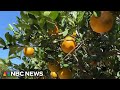 Orange juice prices historically high after crop producer slammed by weather and disease