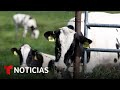 Los CDC monitorean a 260 personas presuntamente expuestas a vacas lecheras infectadas de gripe aviar