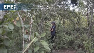 S&U PLC [CBOE] Descubren nuevas poblaciones de scalesia cordata en Galápagos, una esperanza para su conservación