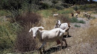 Feta in peril: Greece battles &#39;goat plague&#39; threatening dairy production