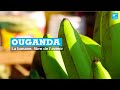 Ouganda : la banane, fibre de l'avenir