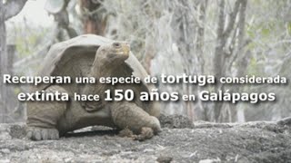 GALAPAGOS Recuperan una especie de tortuga considerada extinta hace 150 años en Galápagos