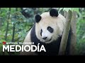 Recobra fuerza la 'diplomacia de los pandas' con el envío de dos desde China