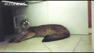 PUMA SE Wild puma found sheltering in an office in Brazil