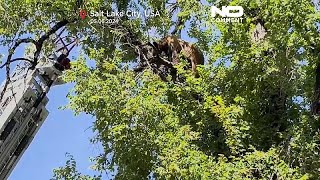 USA: Bär sitzt im Baum fest